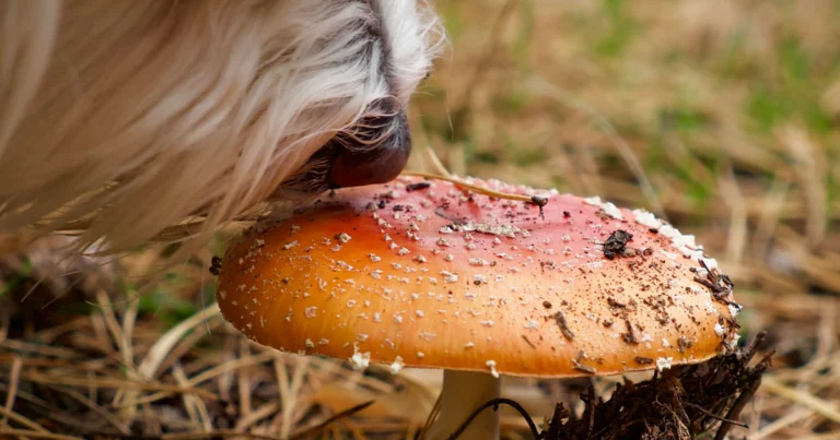 Can Dogs Have Mushrooms?