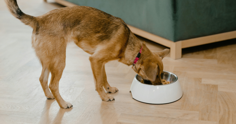 Rachael Ray Dog Food Review & Guide