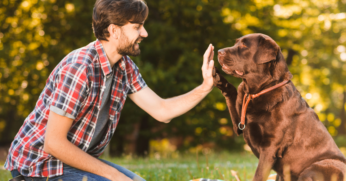 can a dog get lice from a human