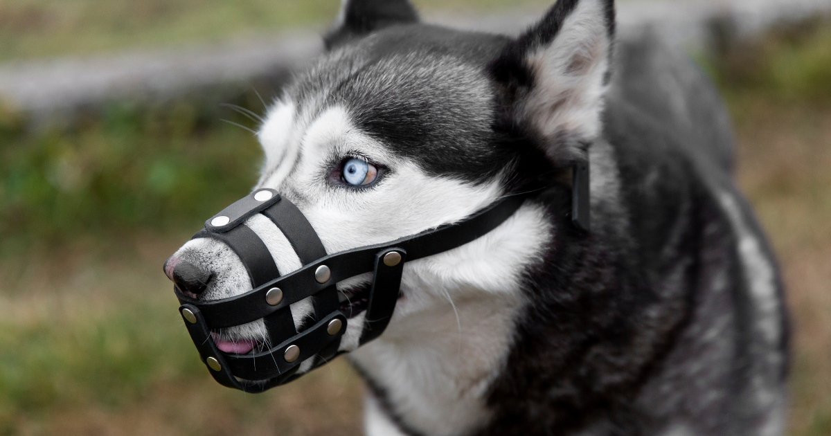 muzzle dog muzzle