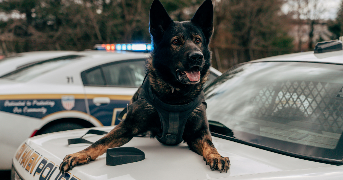 Best Police Dog Names for Brave and Loyal K9s
