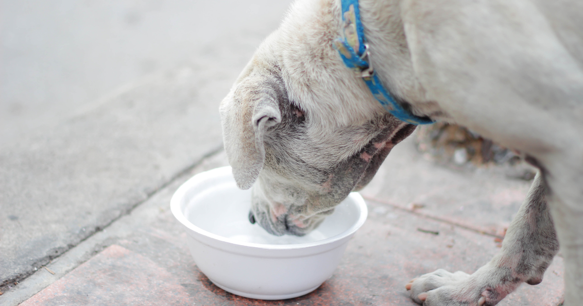 can dogs drink milk