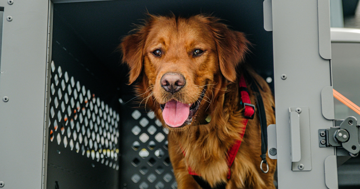 how to crate train a dog