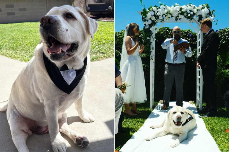 dog steals the show wedding